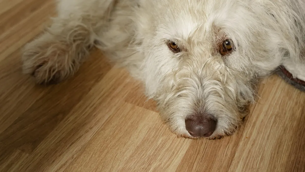 Why Is My Senior Dog Slipping on Hardwood Floors?